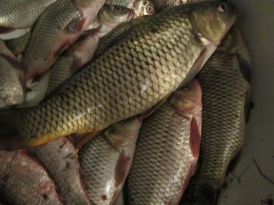 Прикрепленное изображение: IMG_0433.JPG